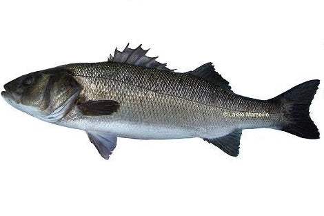 Common bass